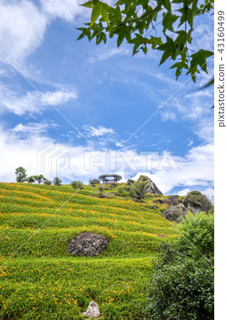 Hualien Sixty Stone Mountain Golden Needle Season Lulu Pavilion Green Grass Hualien Orange Daylily Forgetting Grass Golden Needle Flower 43160499