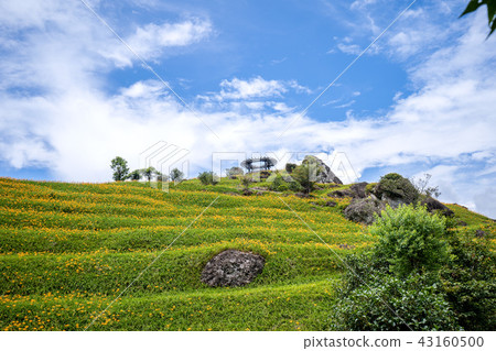 花蓮 六十石山 金針花季 鹿蔥亭 萱草 Hualien Orange Daylily 忘れ草 金針花 花蓮 六十石山 金針花季 鹿蔥亭 萱草 Hualien Orange Daylily 忘れ草 金針花 43160500