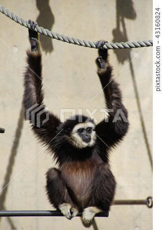 White-handed gibbon White-handed gibbon 43160824