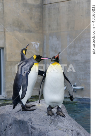 King penguin 43160832