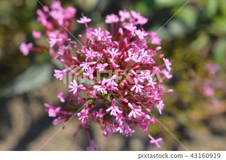 Red valerian 43160919