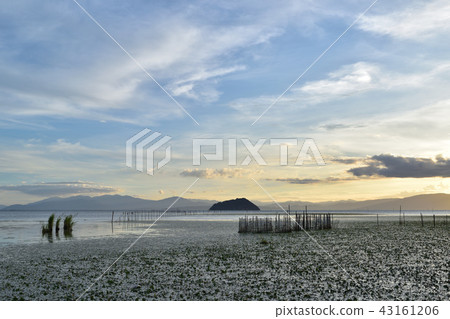 Sunset view of Lake Oku Biwa / Kohoku Waterfowl Park and Takefu Island Sunset view of Lake Oku Biwa / Kohoku Waterfowl Park and Takefu Island 43161206