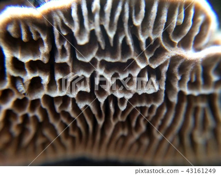 Defocused small white mushroom plates macro photo in the natural Defocused small white mushroom plates macro photo in the natural 43161249