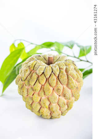 Suika Mizuka甜湯本瑞 43161274