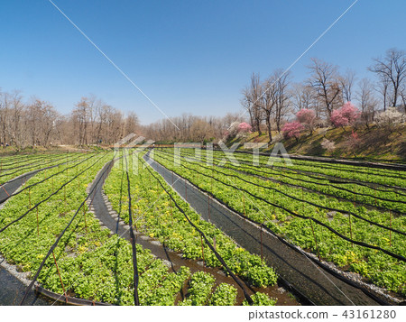 Spring horseradish garden 43161280