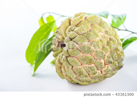 Suika Mizuka Sweet Sop Bunrei 43161300