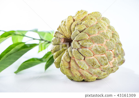 Suika Mizuka甜湯本瑞 43161309