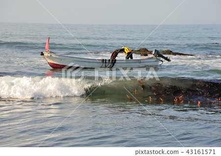 Kelp fishing Kelp fishing 43161571