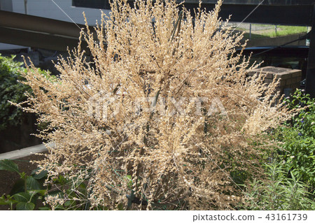 突然萎縮 突然萎縮 43161739