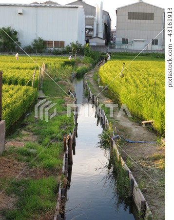 稻田的稻田 稻田的稻田 43161913