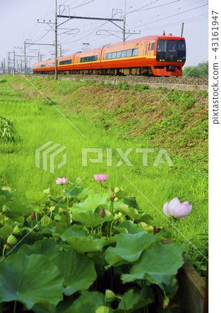 蓮花蓮花和Express Nikko（系列253） 43161947