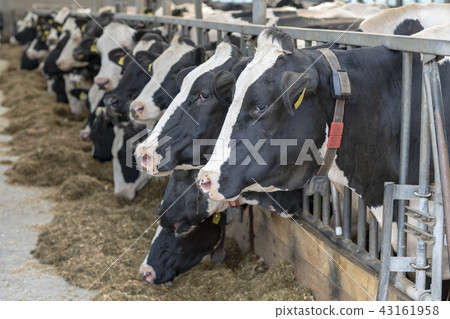 Agriculture dairy cows in a stable on a dairy farm Agriculture dairy cows in a stable on a dairy farm 43161958