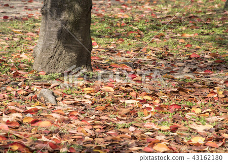 大阪城公園 大阪城公園 43162180