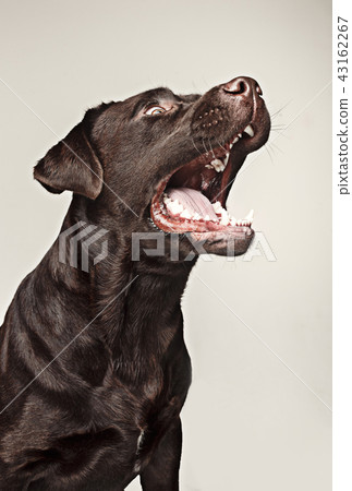 Labrador retriever breed dog barks dangerously teeth and catches treats wide angle 43162267
