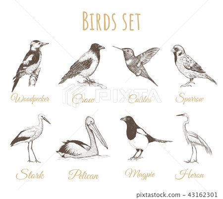 Birds set sketch.. 43162301
