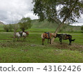 Mongolian horses 43162426