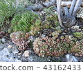 Succulent plants 43162433