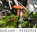 mushroom 43162434