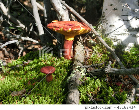 mushroom 43162434