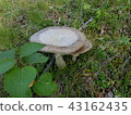 mushroom 43162435