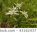 Edelweiss 43162437