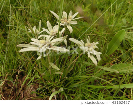 Edelweiss 43162437
