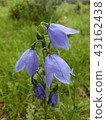 Mongolian flower 43162438