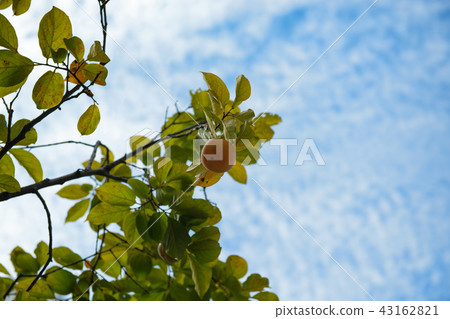 柿子和藍天 43162821