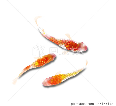 Luxury medaka 43163148