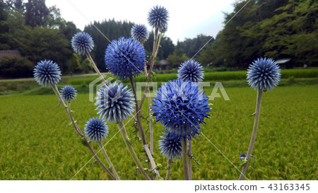 花 花 43163345