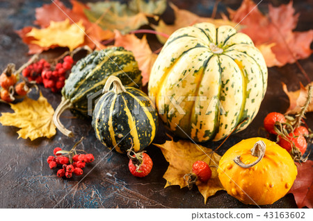 Small pumpkins decorative Small pumpkins decorative 43163602