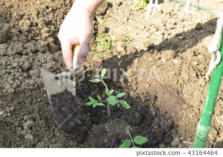 Homegrown tomato seedling Homegrown tomato seedling 43164464