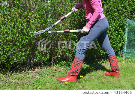 Trimming a garden hedge with scissors Trimming a garden hedge with scissors 43164466