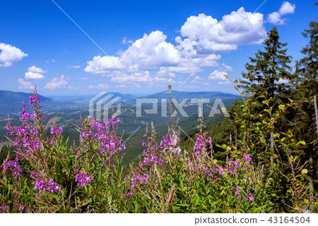 mountain landscape in the Carpathians 43164504