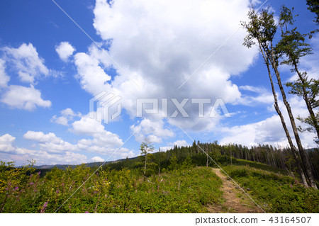 mountain landscape in the Carpathians 43164507