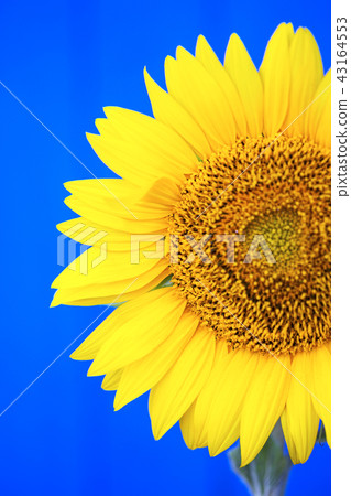 sunflower on a blue background 43164553