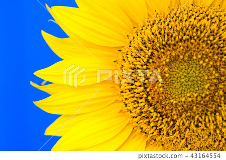 sunflower on a blue background sunflower on a blue background 43164554