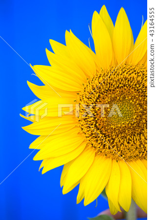 sunflower on a blue background sunflower on a blue background 43164555