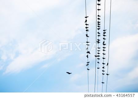 swallows against the blue sky 43164557
