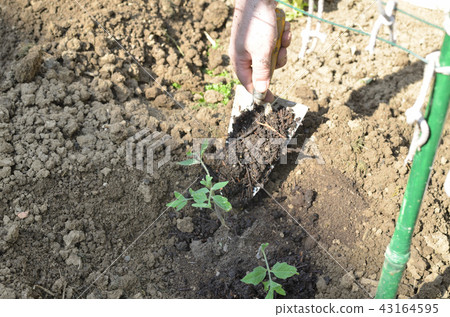 Hands planting tomato seedling Hands planting tomato seedling 43164595