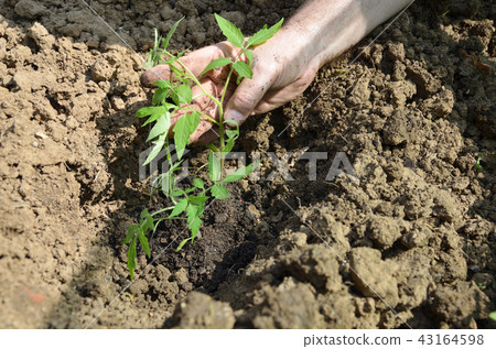 Planting organic tomato seedling Planting organic tomato seedling 43164598