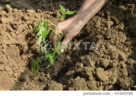 Planting organic tomato seedling Planting organic tomato seedling 43164599