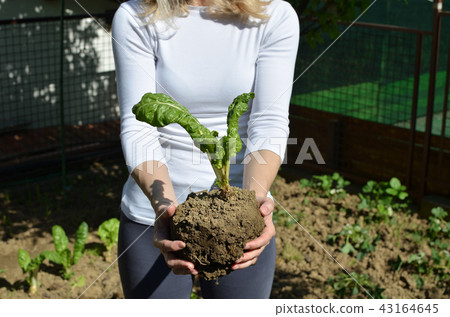 Showing Swiss chard seedling Showing Swiss chard seedling 43164645