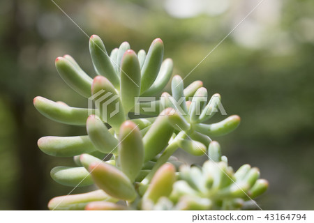 療癒的多肉植物 療癒的多肉植物 43164794