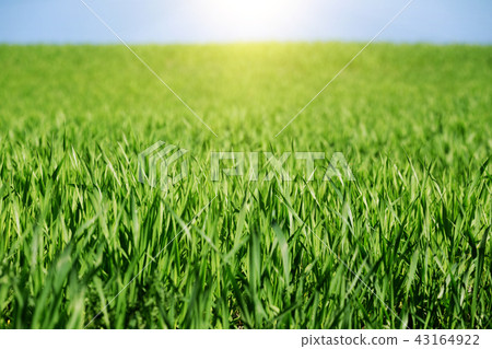 grass and sky 43164922