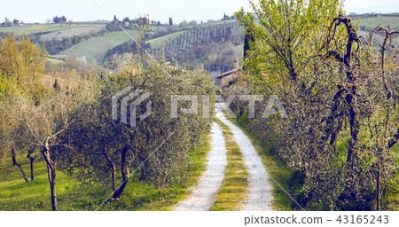 Typical Tuscan landscape 43165243