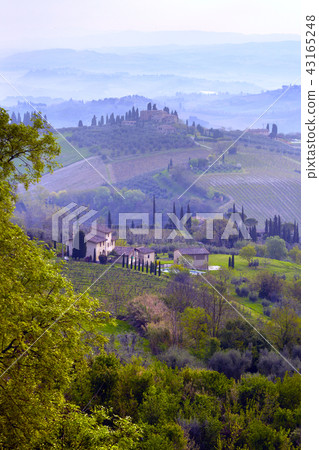 Typical Tuscan landscape 43165248