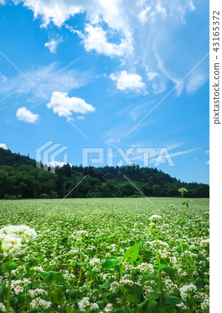 Futoshi Road Buckwheat field 43165372