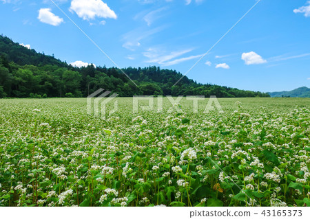 Futoshi Road Buckwheat field Futoshi Road Buckwheat field 43165373