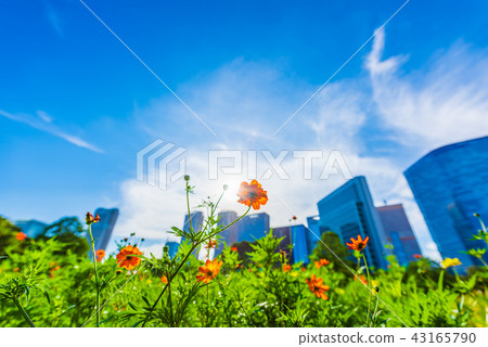 Summer Cosmos 43165790